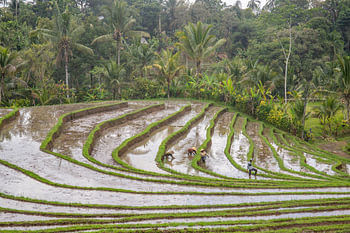 Frisgroene rijstterrassen op Bali, Indonesië