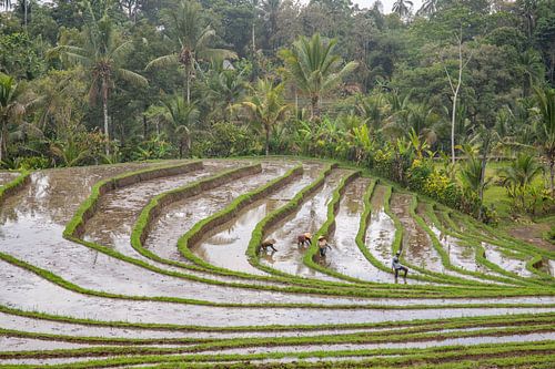 Frisgroene rijstterrassen op Bali, Indonesië