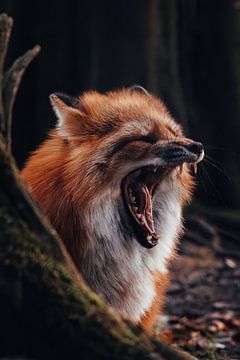 Yawning Fox by Tobias Baur