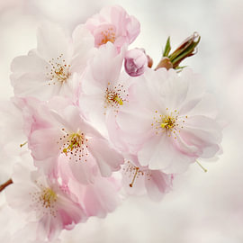 Lente van Violetta Honkisz