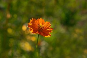 Orangefarbene Blüte, die Cosmosa Sunrise.