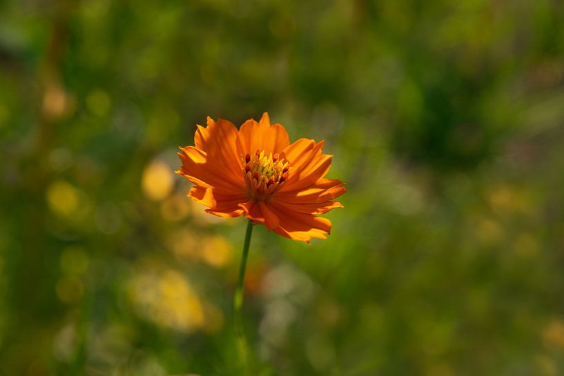 Orangefarbene Blüte, die Cosmosa Sunrise. von Ellis Peeters