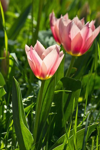 pink tulips in the sunlight by Anja B. Schäfer