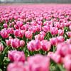 Tulpenveld met roze Tulpen van Ricardo Bouman