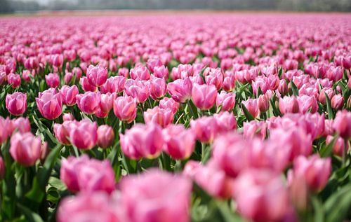 Tulpenveld met roze Tulpen