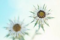 Thistle by Elles Rijsdijk thumbnail