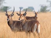 Waterbuck couple by Karin vd Waal thumbnail