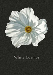 Cosmea