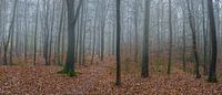 Panorama van mistig bos tijdens de herfst van Alex Winter thumbnail