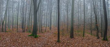 Panoramaansicht eines nebligen Waldes im Herbst von Alex Winter