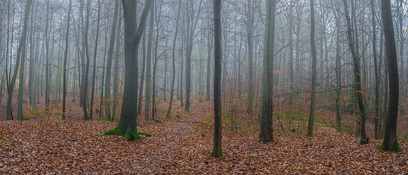 Panorama van mistig bos tijdens de herfst van Alex Winter