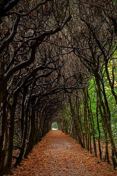 Autumn Berceau De Braak Paterswolde in portrait mode by R Smallenbroek