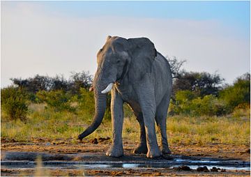 Elefant am Wasserloch von Robert Styppa