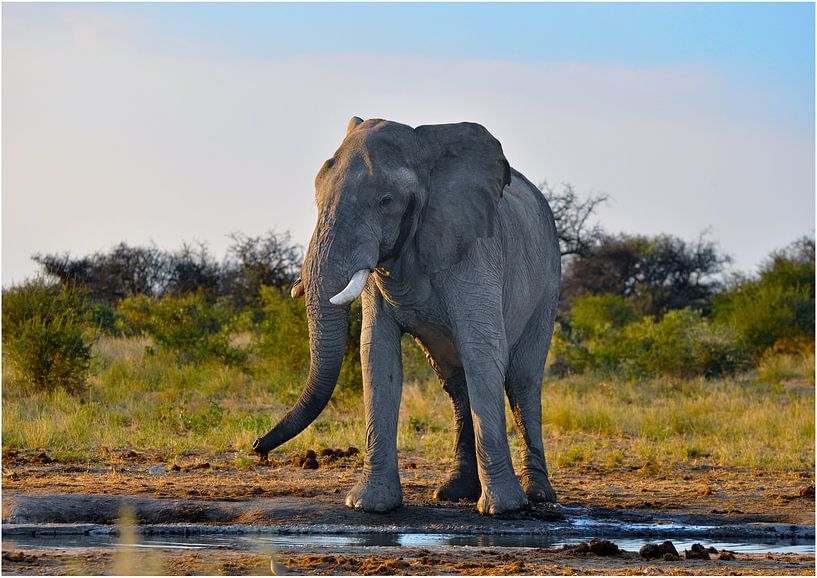 Olifant bij de waterpoel van Robert Styppa