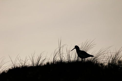 Oystercatcher on dune on Vlieland