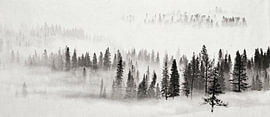 A Timeless Pine Forest in the Mist