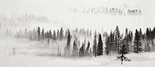 Ein zeitloser Kiefernwald im Nebel