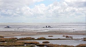 Pierenstekers op het Wad