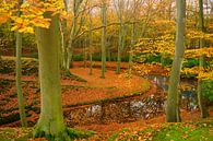 Landgoed Elswout in de herfst van Michel van Kooten thumbnail