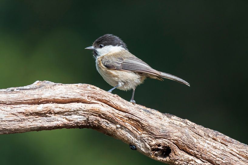 Mönchsgrasmücke bei Lemele von Merijn Loch