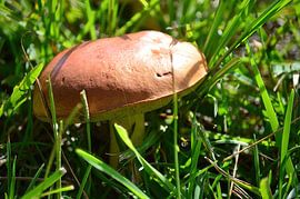 A boletus badius by Frank's Awesome Travels
