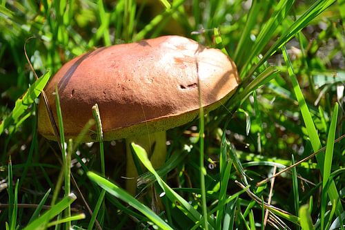 A boletus badius