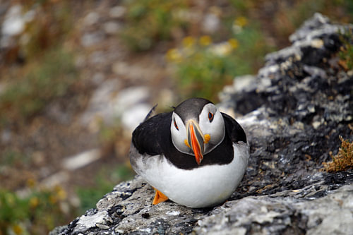 Papegaaiduikers op het eiland Skellig Michael in Ierland