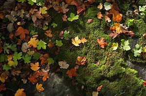 Spaziergang im Herbstwald