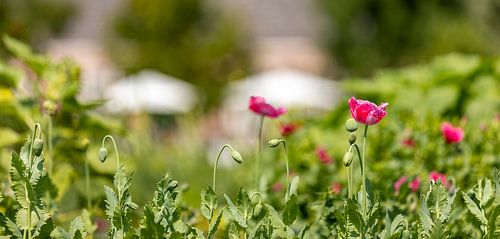 Roze klaprozen in bloemenveld