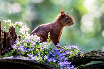 Squirrel by Adriaan Westra