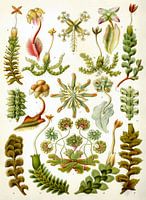 Botanische prent van Ernst Haeckel