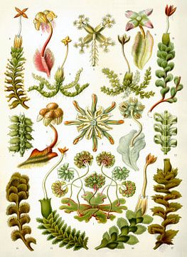 Botanical print by Ernst Haeckel by Studio POPPY