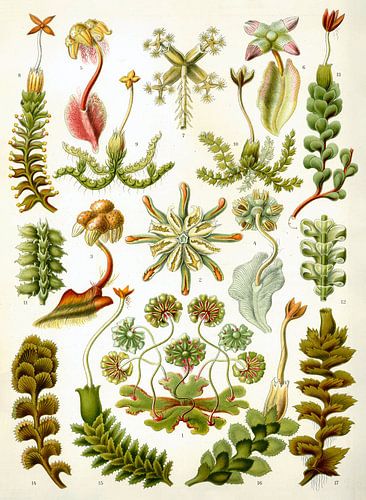 Botanische prent van Ernst Haeckel