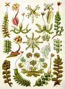 Botanische prent van Ernst Haeckel van Studio POPPY thumbnail