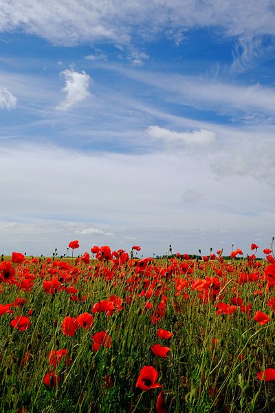 Poppy field by Ostsee Bilder