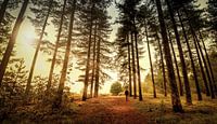 alleen in het bos