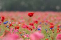 Poppies by Rianne Kugel thumbnail