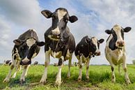 Vaches dans un champ pendant une belle journée de printemps par Sjoerd van der Wal Photographie Aperçu