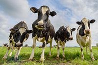 Cows in a field during a beautiful springtime day