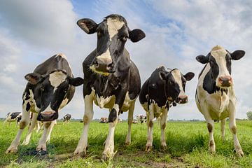 Vaches dans un champ pendant une belle journée de printemps sur Sjoerd van der Wal Photographie