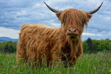 highland cattle by Joachim G. Pinkawa