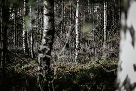 Birken in der Veluwe von Erwin Winkelman