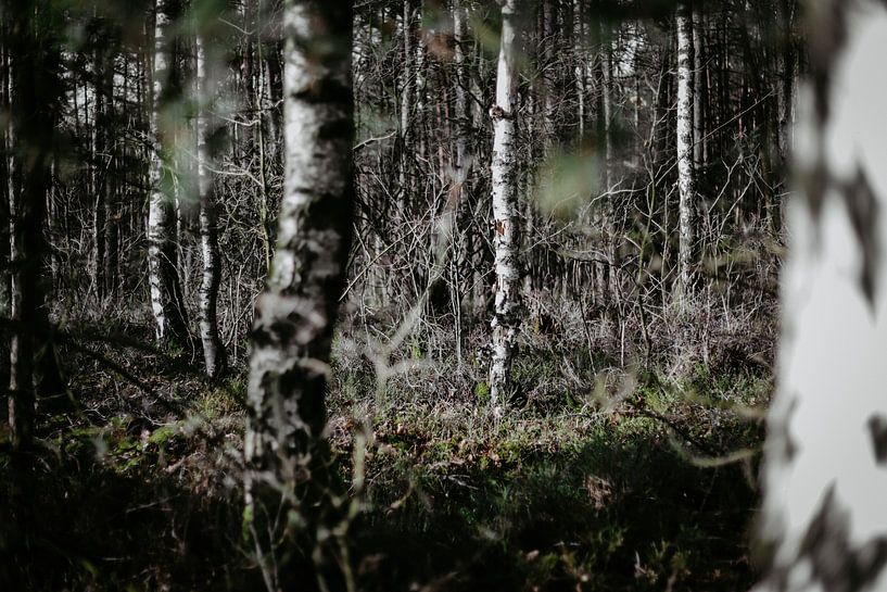 Birches in the Veluwe by Erwin Winkelman