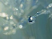 Blue Drop by Caroline Lichthart thumbnail