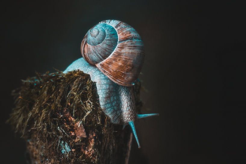 Vineyard snail on the post by Jürgen Schmittdiel Photography