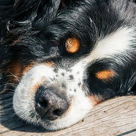 Dreamland by Jan van der Knaap