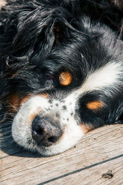 Traumland von Jan van der Knaap