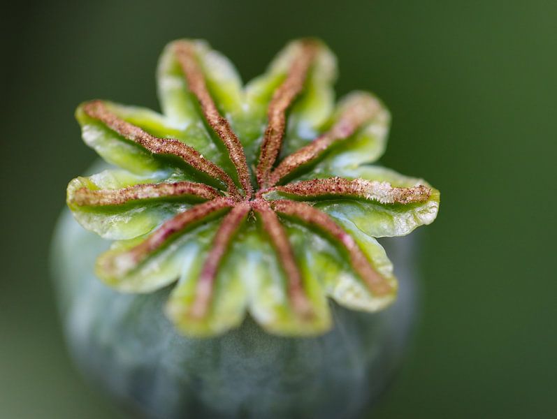 seed box of poppy by Marieke Funke