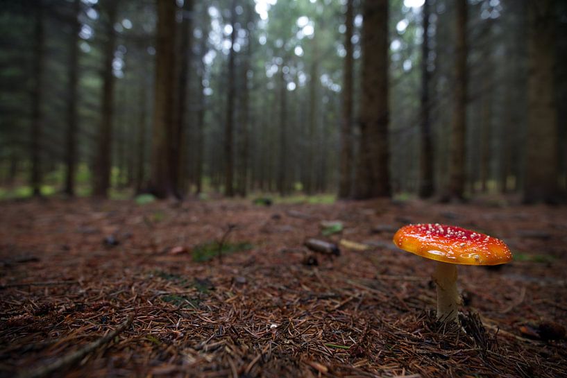 Toadstool by Marko Sarcevic