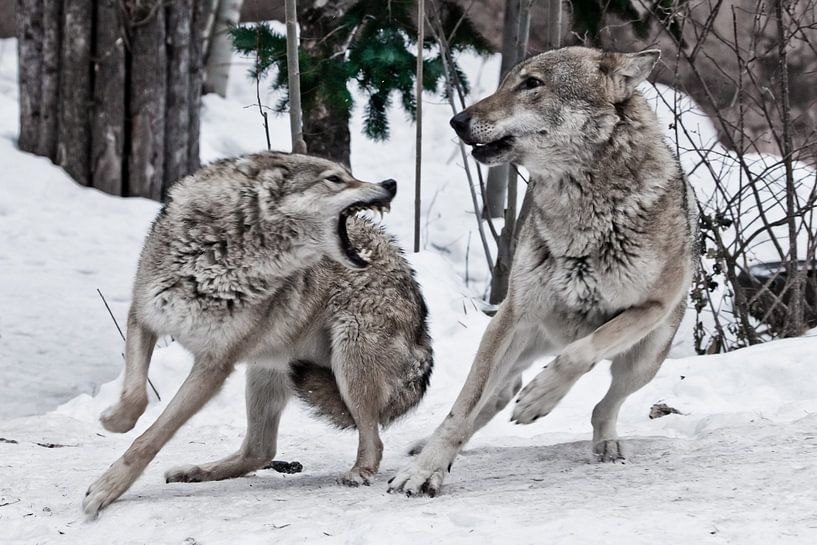 A female wolf snaps at a male wolf by Michael Semenov